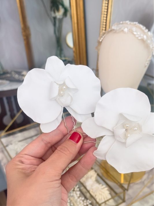 Orquídeas FR21