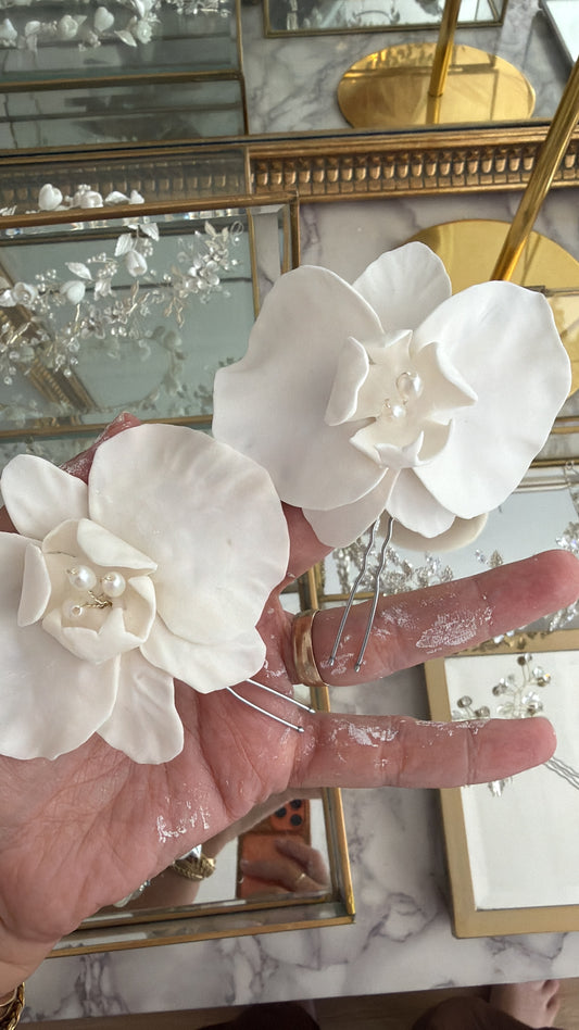 Orquídeas mediana y pequeña